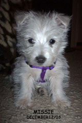 Missie - the cutest Westie Ever