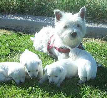 Baby sitting-West Highland terrior(sp) style