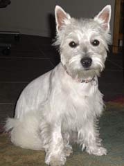 Westie Dog- Addison