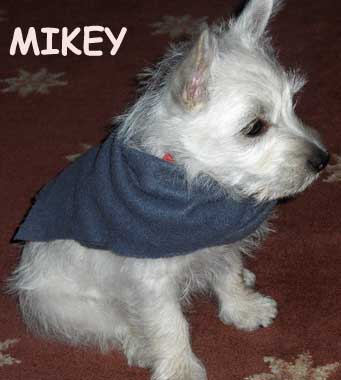 Westie Mikie