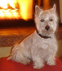 Teddy-Westie