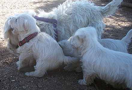 Westie Puppy stampeed