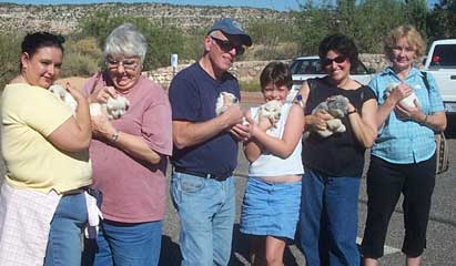 6 Westie Puppys