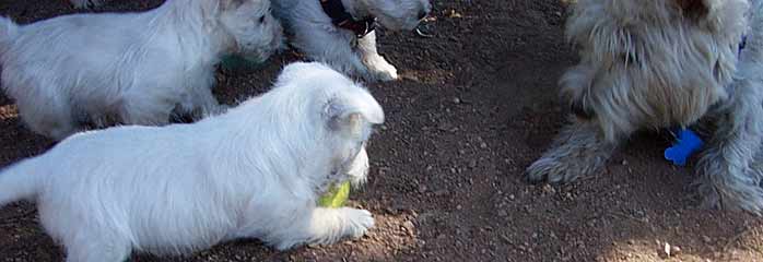 Westie Puppy soccer