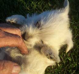 Westie Puppy lovin' it 