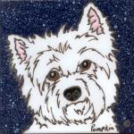 West Highland terrier